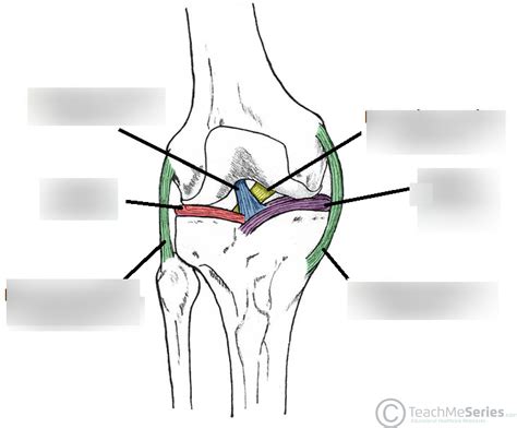 Knee Joint Diagram Quizlet