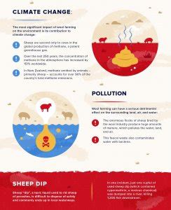 Peta Infographic The Wool Industry Is Ruining The Planet Peta