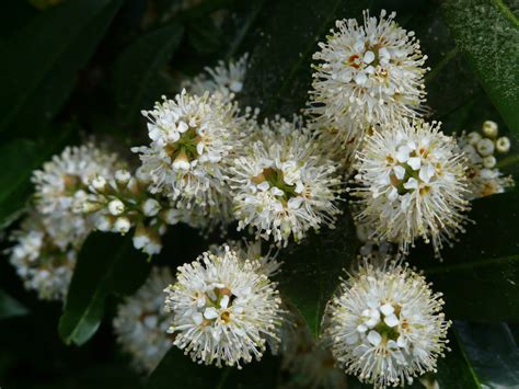 Free Images Branch Fruit Flower Bloom Bush Food Spring Produce