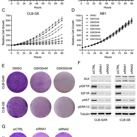 Sensitivity To Igf R Inhibition In Alk Driven Nb Cells Cell Growth Of