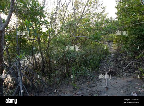 Sundarbans National Park Is A Large Coastal Mangrove Forest Shared By