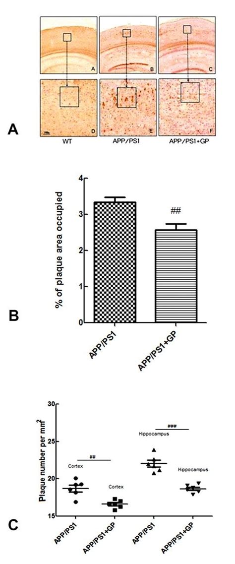 Geniposide Attenuates Aβ1 40 Plaque Formation In The Hippocampi Of