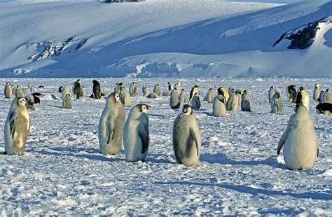 Emperor Penguin Aptenodytes Forsteri