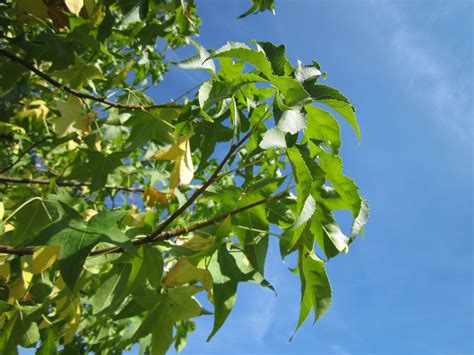 Free Images Branch Sky Sunlight Leaf Flower Foliage Green