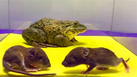 Giant African Bullfrog Eats Adult Mice【live Food Warning】 Youtube