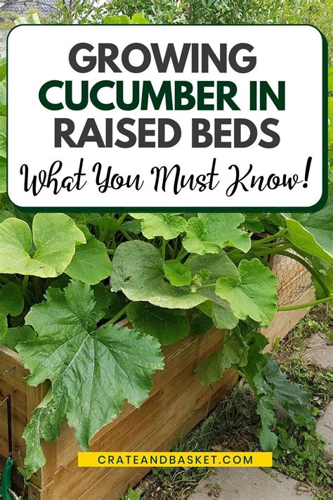 How To Grow Cucumbers In Raised Beds