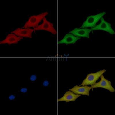 Hsp Mouse Monoclonal Antibody Affinity Biosciences Ltd