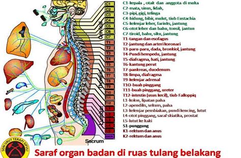 Kesihatan Health Tulang Belakang Dan Saraf