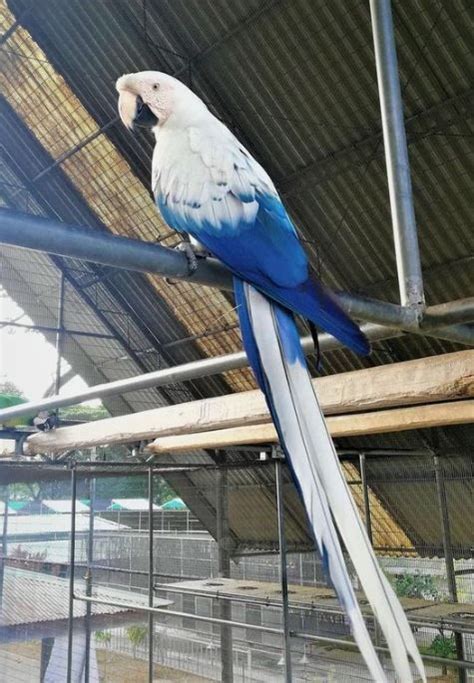 How to Set Up a Macaw Habitat: 12 Steps (with Pictures) | Pet birds, Animals beautiful, Parrot pet