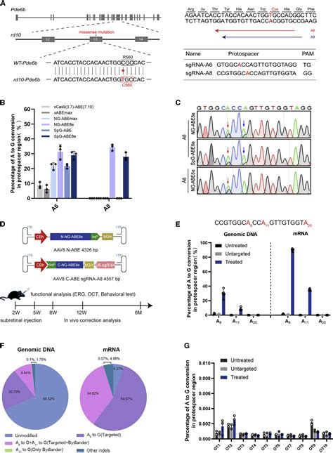 In Vivo Base Editing Rescues Photoreceptors In A Mouse Model Of