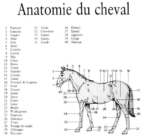 Les différents types de selles déquitation