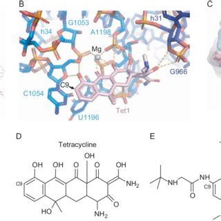 Tetracyclines Inhibit Delivery Of The TRNA To The Ribosomal A Site A