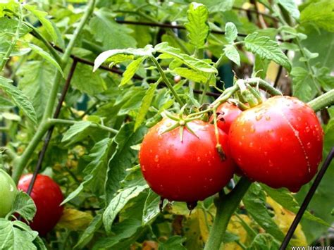 TOMATO 'Homestead' - Plant Delivery Georgetown – Lone Star Nursery