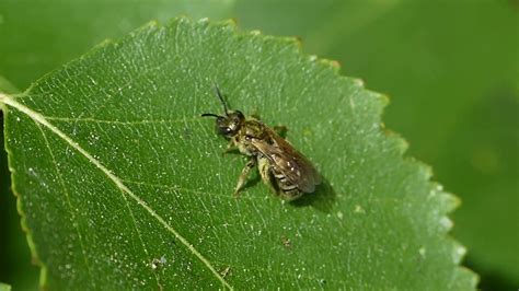 Halictus Seladonia Tumulorum Halictidae Hymenoptera En Pose YouTube