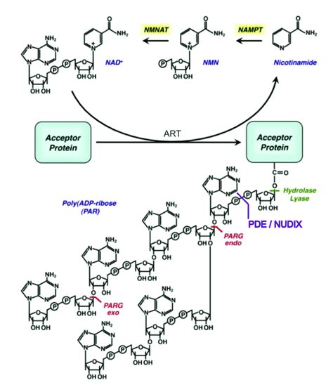 1 Biosynthesis Of Poly ADP Ribosylation The Chemical Structures Of