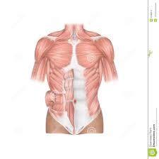 Muscles Of Chest Abdominal Wall Diagram Quizlet