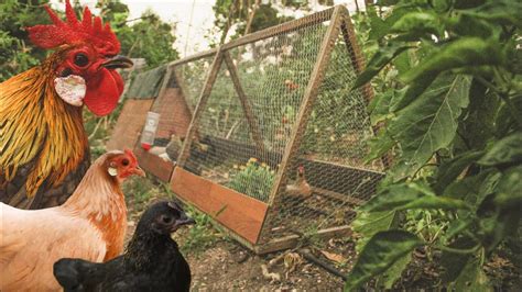 Gallinas en el Huerto Gallinero Móvil y Modular YouTube