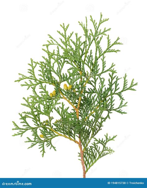 Arborvitae Branch Isolated On White Background Green Thuja Sprig