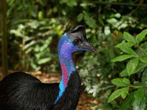 3 Spesies Kasuari Burung Paling Berbahaya Di Dunia