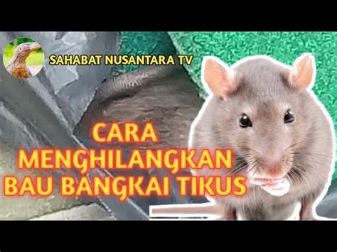 Cara Manjur Hilangkan Bau Bangkai Tikus Di Ruangan Loteng Klik