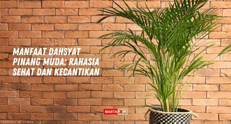 Manfaat Dahsyat Pinang Muda Rahasia Sehat Dan Kecantikan