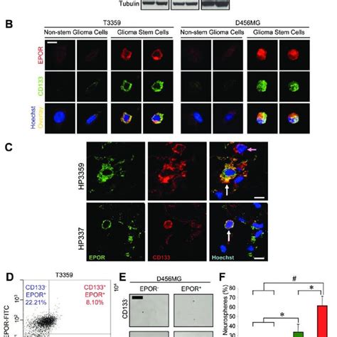 Elevated Erythropoietin Receptor EPOR Expression In Glioma Stem Cells