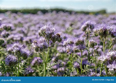 Lacy Phacelia Blue Tansy Or Purple Tansy Phacelia Tanacetifolia Stock