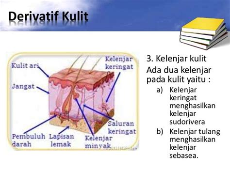 Sistem Integumen