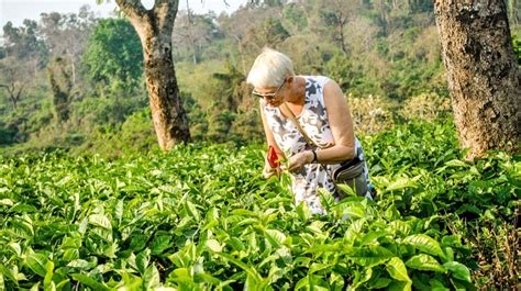 The Kaliabor Tea Plantation Silghat Experience Nature