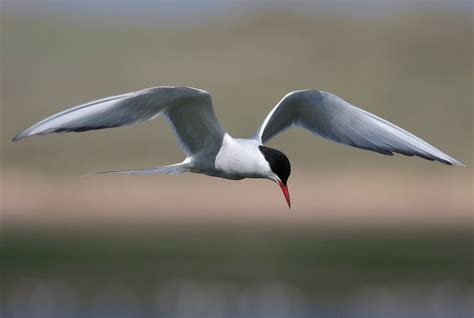 arctic tern, Arctic, Tern, Bird Wallpapers HD / Desktop and Mobile ...