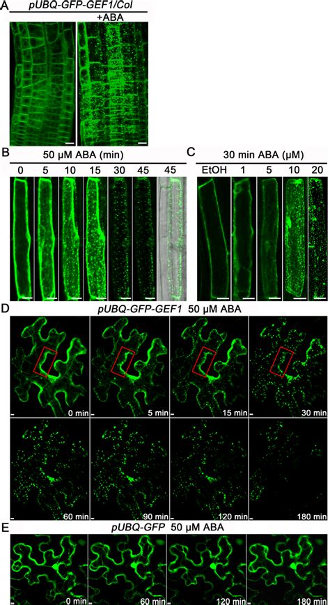 Aba Treatment Changes The Subcellular Localization Of Gfp Gef A