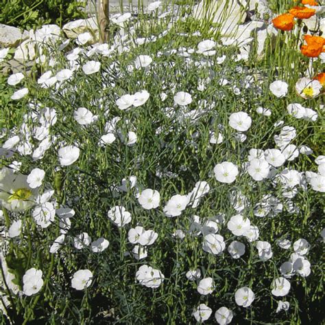 G Rtnerei Staudenspatz Wei Er Staudenlein Linum Perenne Nanum Album