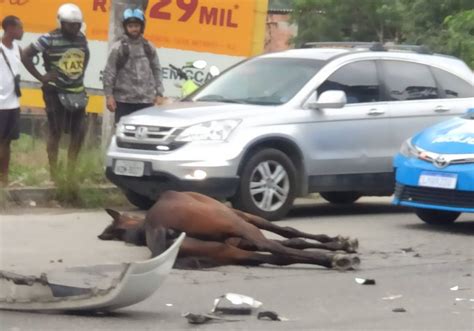 Imagens Fortes V Deo Mostra Cavalo Sendo Atropelado Violentamente Em