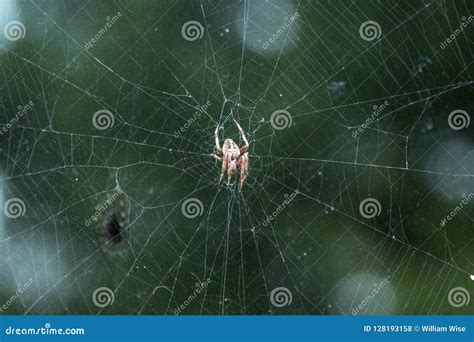 Spotted Orbweaver on Spider Web, Georgia USA Stock Photo - Image of ...