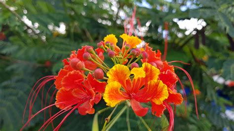 Photos De Guadeloupe Faune Flore La Koumbala