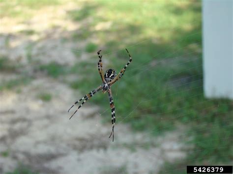 Florida Garden Spider Argiope Florida