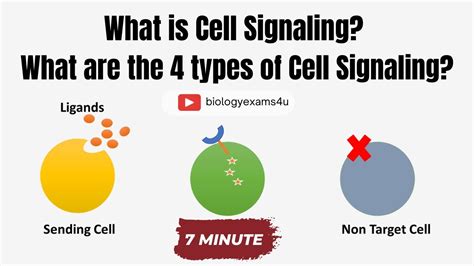 Cell Signaling And Types Of Cell Signaling Youtube