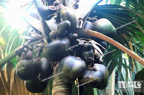 Coco De Mer Palm Tree With Coconuts Vallee De Mai Nature Preserve