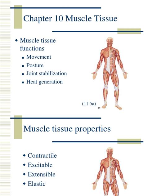 (PDF) 10 Muscle Tissue - DOKUMEN.TIPS