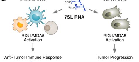 October 2021 Creative Biolabs Exosome Blog