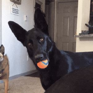Pin on Animals