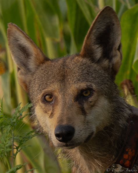 Tuscarora Nation Of North Carolina Names Four Endangered Red Wolves