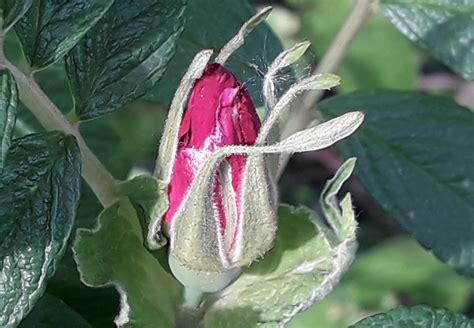 Kartoffelrose Kartoffel Rose Rosa Rugosa C Silvia Popp