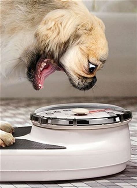 weight scale - Dump A Day