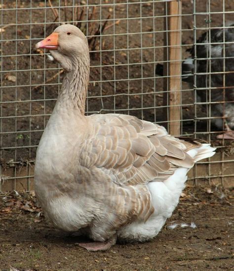 Exhibition Dewlap Toulouse Backyard Chickens