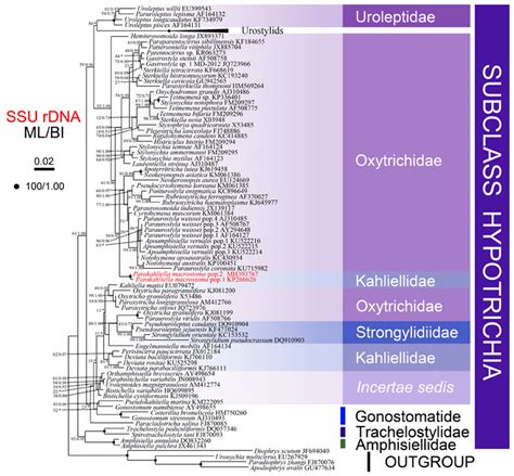 Maximum Likelihood Ml Phylogenetic Tree Based On The Small Subunit Download Scientific