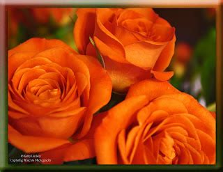 Kathy Lindsey Capturing Moments Photography Orange Roses