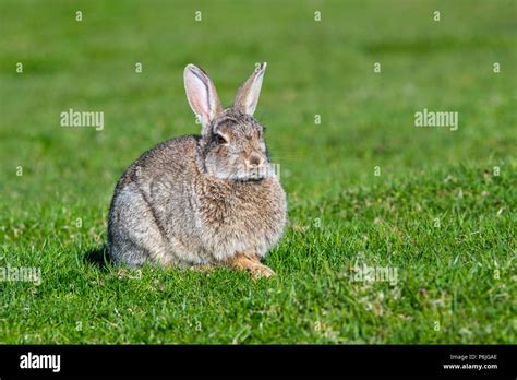 Alert European Rabbit Oryctolagus Cuniculus Sitting In Meadow With