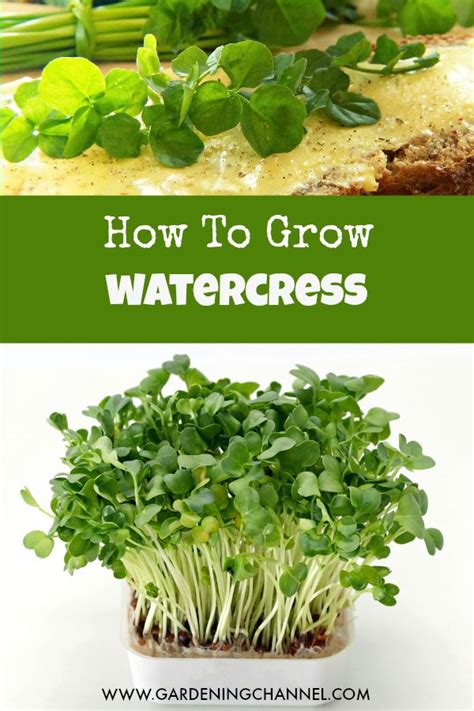 How To Grow Watercress The Most Nutrient Dense Food On The Planet Artofit