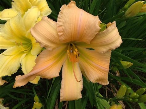 Daylily Beautiful Edgings X Jans Twisterwith The Garden Name